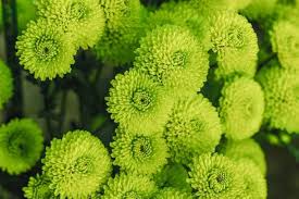 Green Chrysanthemum Flower Seeds for Planting – Heirloom, Non-GMO, High Germination Organic Garden Seeds