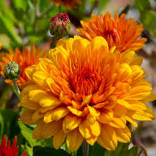 Orange Yellow Chrysanthemum Flower Seeds for Planting – Heirloom, Non-GMO, Low Maintenance Organic Garden Seeds