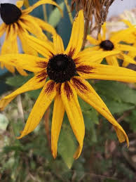 Yellow Black Susan Flower Seeds for Planting – Drought Tolerant Heirloom, Non-GMO, High Germination Organic Garden Seeds