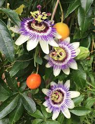 Purple Passiflora Flower Seeds for Planting | Heirloom Non-GMO High Germination Organic Garden Seeds