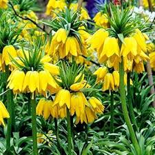 Yellow Fritillaria Imperialis Seeds – Heirloom, Non-GMO, Premium Quality