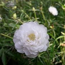 White Moss-Rose Flower Seeds for Planting – Heirloom, Non-GMO, High Germination Garden Seeds