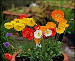 Nudicaule Flower Seeds for Planting – Fragrant Blossoms, Heirloom, Non-GMO, High Germination Garden Seeds