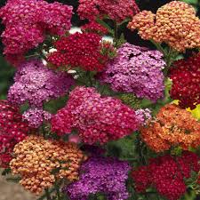 Heirloom Yarrow Achillea Flower Seeds for Planting – Colorful Display, Non-GMO, Organic Garden Seeds