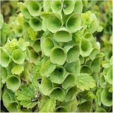 Flower Seeds, Seeds,Seeds For Planting,Plant Seeds