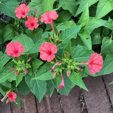 Heirloom Mirabilis Jalapa Flower Seeds for Planting – Easy to Grow, Non-GMO, High Germination Organic Garden Seeds