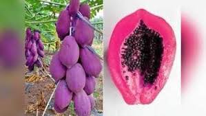 Purple Papaya fruit seeds for planting - Heirloom & Non-GMO Garden seeds