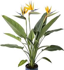 Strelitzia Flower Seeds for Planting – Heirloom, Non-GMO, Colorful Display Organic Garden Seeds