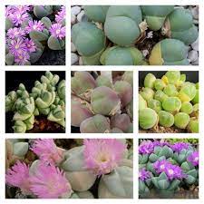 Flower Seeds, Seeds,Seeds For Planting,Plant Seeds