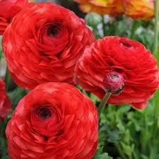 Ranunculus Asiaticus Flower Seeds for Planting – Easy to Grow, Heirloom, Non-GMO, High Germination Organic Garden Seeds
