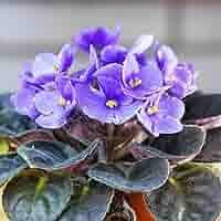 African Violet Delosperma Flower Seeds for Planting – Drought-Tolerant Ice Plant Blooms