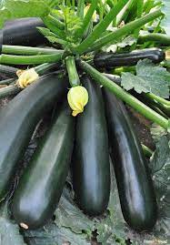 Green Zucchini Long Squash Seeds for Planting – Heirloom, Non-GMO, High-Yield Garden Vegetable Seeds