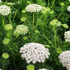White Lace Flower Seeds for Planting – Heirloom, Non-GMO, High Germination Organic Garden Seeds for Elegant Blooms