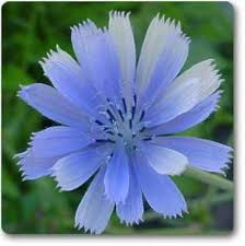 Blue Cichorium Flower Seeds for Planting | Heirloom Non-GMO High Germination Organic Garden Seeds
