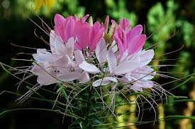 Cleome Flower Seeds for Planting – Heirloom, Non-GMO, Perfect for Borders Organic Garden Seeds