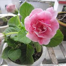 Baby Pink Gloxinia Flower Seeds for Planting – Drought Tolerant Heirloom Non-GMO Organic Garden Seeds