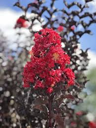 Lagerstroemia Indica Crape Flower Seeds – Heirloom, Non-GMO, Cottage Garden Essential Organic Seeds for Planting