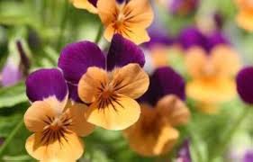 Purple Orange Pansy Flower Seeds for Planting | Heirloom Non-GMO High Germination