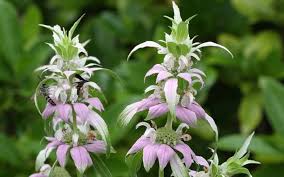 Purple Monarda Punctata Flower Seeds for Planting | Heirloom Non-GMO High Germination Organic Garden Seeds