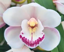 White Purple Phalaenopsis Orchid Flower Seeds for Planting – Heirloom, Non-GMO, High Germination Organic Garden Seeds