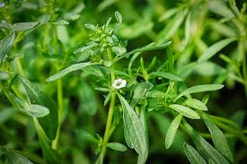 Satureia Hortensis Flower Seeds for Planting – Heirloom, Non-GMO, High Germination Organic Garden Seeds
