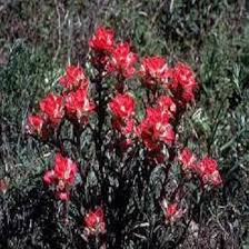 Castilleja Indivisa Flower Seeds for Planting – Easy to Grow, Heirloom, GMO Free Organic Garden Seeds