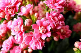 Pink Kalanchoe Flower Seeds for Planting – Heirloom, Non-GMO, Low Maintenance Organic Garden Seeds