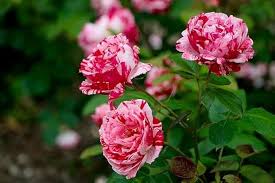 Osiria Rose Flower Seeds for Planting - Pink | Heirloom, Non-GMO, High Germination Organic Garden Seeds