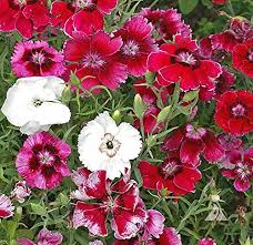 Mixed Barbatus Flower Seeds for Planting – Wildflower Mix, Heirloom, Non-GMO, High Germination