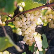 White Grape fruit seeds for planting - Heirloom & Non-GMO Garden seeds