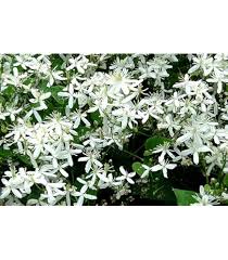 Clematis Montana Flower Seeds for Planting – Pollinator Friendly Heirloom Non-GMO High Germination Organic Garden Seeds