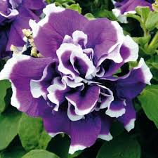 Violet Double Petunia Flower Seeds for Planting - Heirloom, Non-GMO, High Germination Organic Garden Seeds