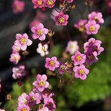 Saxifraga Moss Flower Seeds for Planting – Heirloom Non-GMO Organic Garden Seeds, High Germination