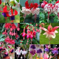 Fuchsia Flower Seeds for Planting - Heirloom, Non-GMO, High Germination Organic Garden Seeds for Cottage Gardens