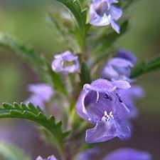 Dracocephalum Flower Seeds for Planting – Easy to Grow, Heirloom, Non-GMO, High Germination Garden Seeds