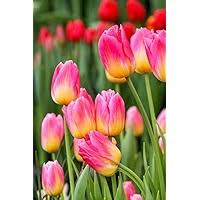 Pink Yellow Tulip Flower Seeds – Heirloom, Non-GMO, High Germination Organic Garden Seeds for Planting