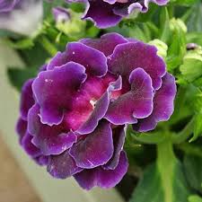 Deep Purple Gloxinia Flower Seeds for Planting – Heirloom, Non-GMO, High Germination Organic Garden Seeds