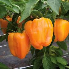 Orange Pepper flower seeds for planting - Heirloom &amp; Non-GMO Garden Seeds