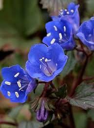 Bluebell Flower seeds for Planting - Premium Quality, Heirloom & GMO Free Seeds for Home Garden