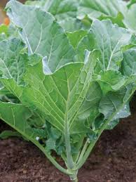 Green Georgia Collard flower seeds for planting - Heirloom & Non-GMO Garden Seeds