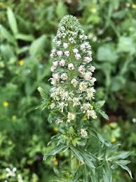 Mignonette Plant Seeds for Planting – Heirloom Non-GMO, High Germination Organic Cottage Garden Seeds