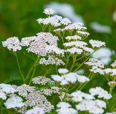 Achillea White Flower Seeds for Planting – Organic, Heirloom, Non-GMO, High Germination Garden Seeds