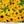 Yellow Fulgida Perennial Flower Seeds for Planting – Seasonal Bloomer, Heirloom, Non-GMO & Organic Garden Seeds
