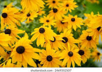 Yellow Fulgida Perennial Flower Seeds for Planting – Seasonal Bloomer, Heirloom, Non-GMO & Organic Garden Seeds