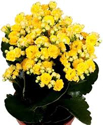 Yellow Kalanchoe Flower Seeds for Planting – Heirloom, Non-GMO, Seasonal Bloomer, High Germination