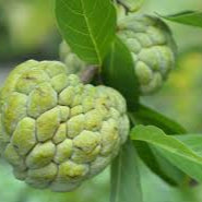 Exotic Annona Squamosa fruit seeds for planting - Heirloom & Non-GMO Garden seeds, tropical fruits for warm climates