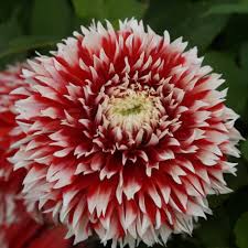 White Red Dahlia Flower Seeds for Planting – Low Maintenance, Heirloom, Non-GMO, High Germination