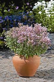 Agastache Arizona Sunset Flower Seeds – Heirloom, Non-GMO, High Germination Organic Garden Seeds