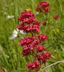 Red Jupiter's Beard Flower Seeds for Planting - Heirloom, Non-GMO, High Germination Organic Garden Seeds