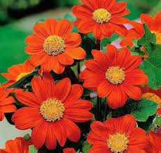 Orange Tithonia Speciosa Flower Seeds for Planting – Borders, Heirloom, Non-GMO, High Germination Organic Seeds